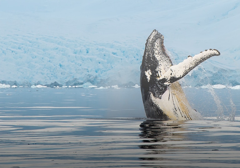 alaska checked bolsa