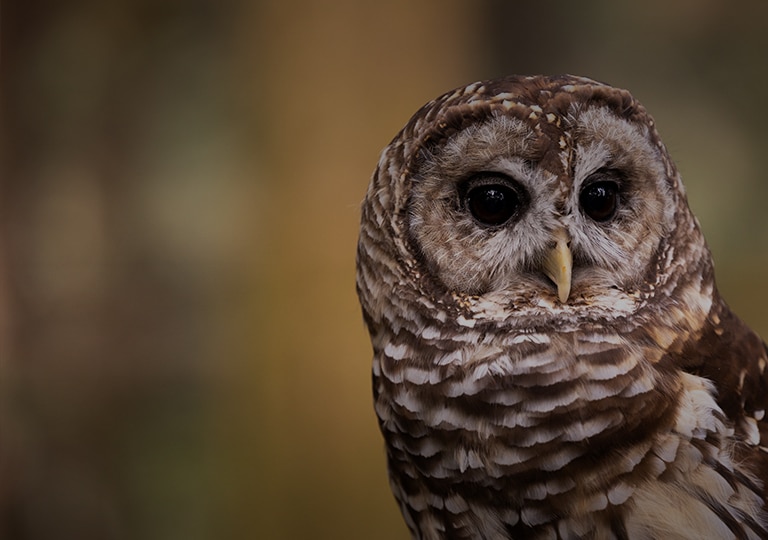 southwest late checked bolsa